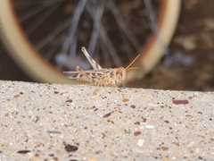 Phlibostroma quadrimaculatum