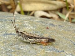 Chorthippus brunneus