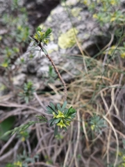 Thymelaea dioica