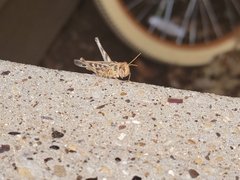 Phlibostroma quadrimaculatum