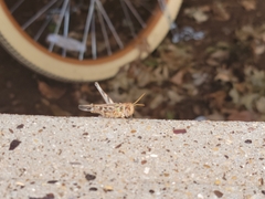 Phlibostroma quadrimaculatum