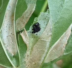 Phyllonorycter issikii