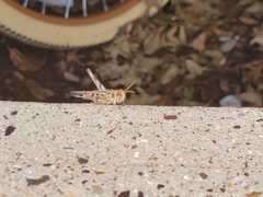 Phlibostroma quadrimaculatum