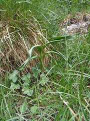 Allium victorialis