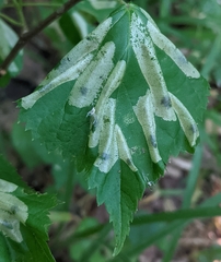 Phyllonorycter issikii