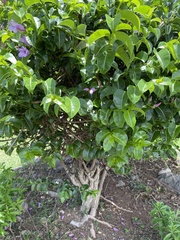 Cryptostegia madagascariensis