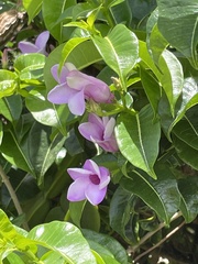 Cryptostegia madagascariensis