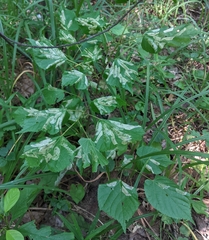 Phyllonorycter issikii