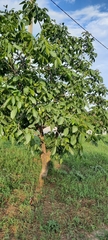 Juglans regia