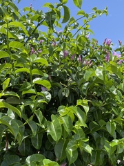 Cryptostegia madagascariensis