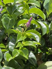 Cryptostegia madagascariensis