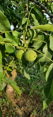 Juglans regia