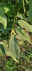 Juglans regia