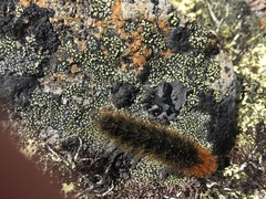 Bryocaulon divergens