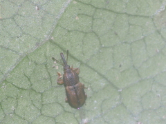 Prometrioxena dibapha