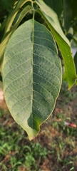 Juglans regia