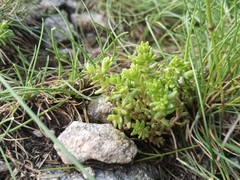 Sedum annuum