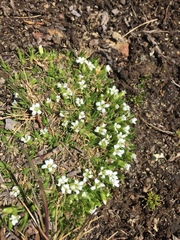 Cherleria arctica