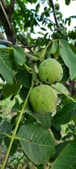 Juglans regia