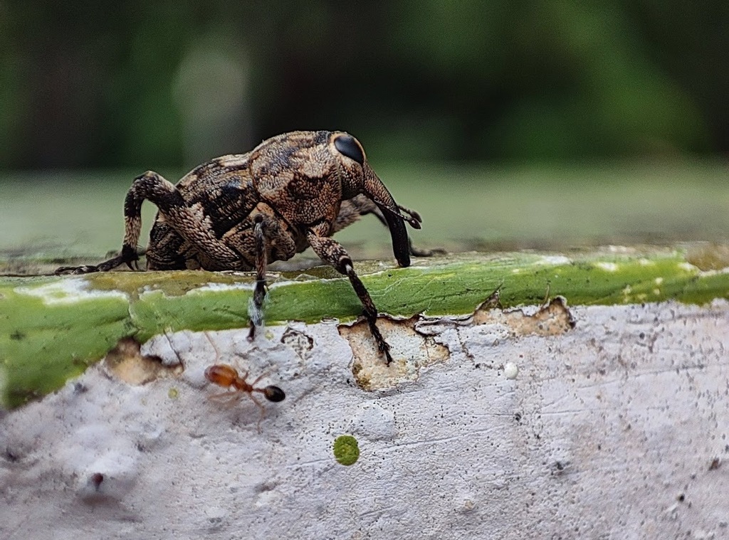 Sphadasmus brahminus