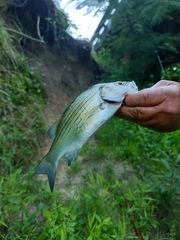 Morone chrysops × saxatilis