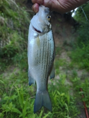 Morone chrysops × saxatilis