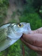 Morone chrysops × saxatilis