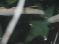 Cyrtophora cylindroides