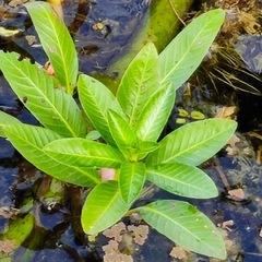 Ludwigia adscendens