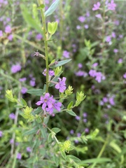 Lythrum alatum alatum