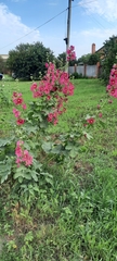 Alcea rosea