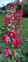 Alcea rosea