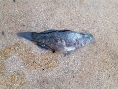 Dormitator latifrons