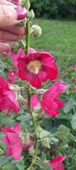 Alcea rosea