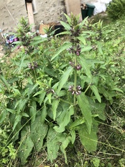 Stachydeae