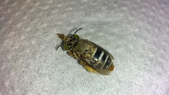 Centris niveofasciata