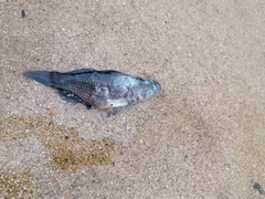 Dormitator latifrons