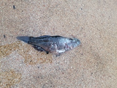 Dormitator latifrons