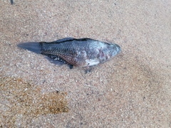 Dormitator latifrons