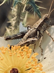 Aeoloplides fuscipes