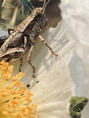 Aeoloplides fuscipes