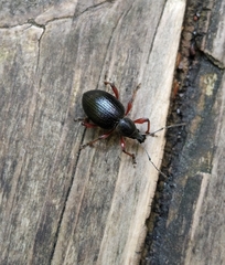 Otiorhynchus coecus