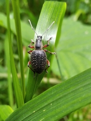 Otiorhynchus coecus