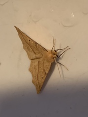 Tetracis cervinaria