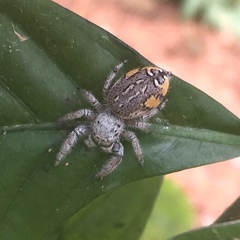 Paraphidippus