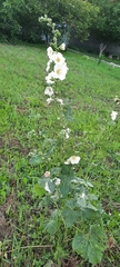 Alcea rosea
