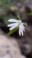 Silene saxifraga