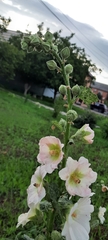 Alcea rosea
