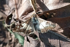 Heliopetes domicella