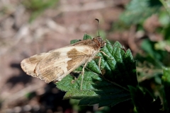 Heliopetes domicella
